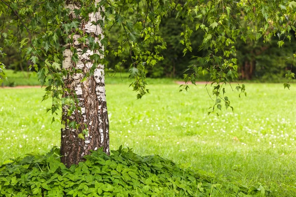 Betula pendula Dalecarlica - forme extrêmement rare de bouleau aux feuilles délicates . — Photo