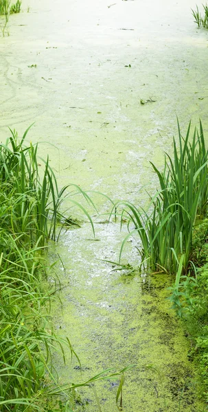 Sumpfwasserlinse und klares Wasser. — Stockfoto