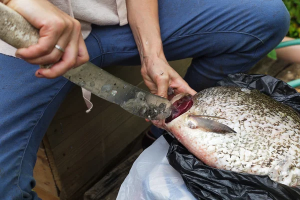 Kvinna rensar en enorm fisk. Braxen på skärbräda — Stockfoto