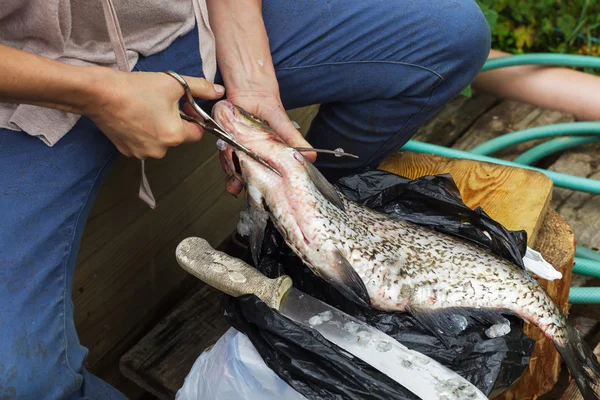 Kvinna rensar en enorm fisk. Braxen på skärbräda — Stockfoto