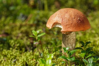 Aspen ve kızılcık yaprakları kadar yakın