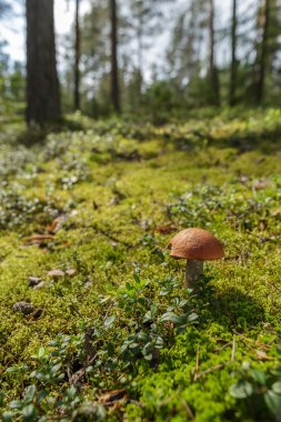 Orman manzara moss ve mantar ile