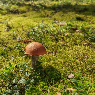 Orman manzara moss ve mantar ile