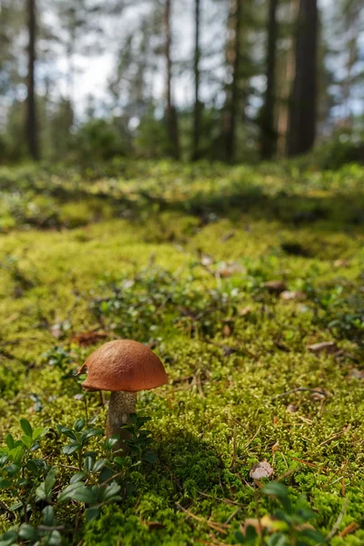 Skogslandskap med mossa och svamp — Stockfoto