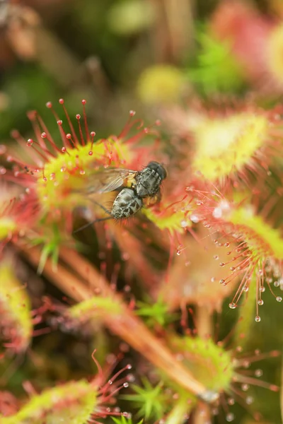 Хищная роса, поедающая муху — стоковое фото