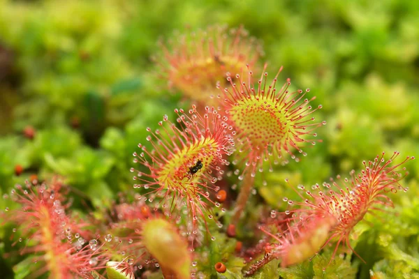 Prey sundew comer atrapado volar —  Fotos de Stock