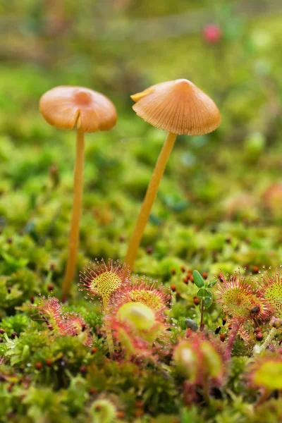 버섯과 sundew 늪에 — 스톡 사진