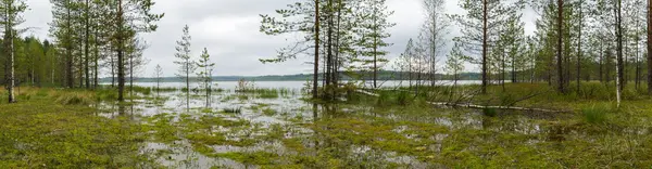 Panorama von Sümpfen und Kieferngestrüpp. — Stockfoto