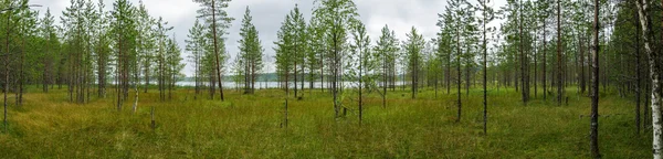 Panorama di paludi e sottobosco di pino . — Foto Stock