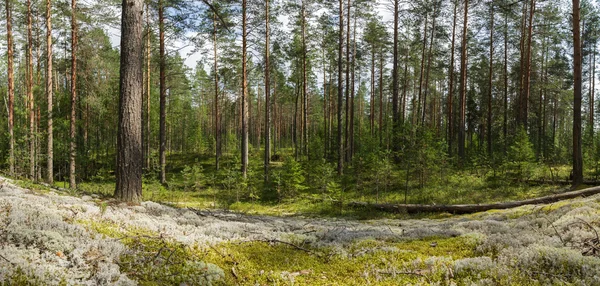 Waldlandschaft. Bäume und weißes, grünes Moos — Stockfoto