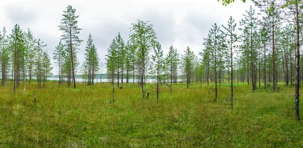 Panorama de pantanos y maleza de pino . — Foto de Stock