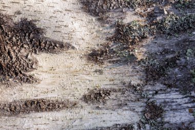 Huş ağacı gövde kapatın. Siyah ve beyaz kabuğu