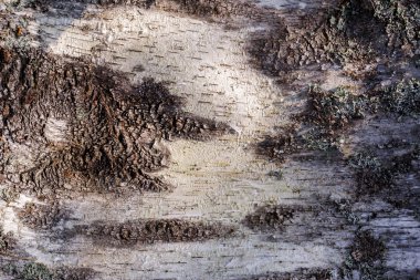 Huş ağacı gövde kapatın. Siyah ve beyaz kabuğu