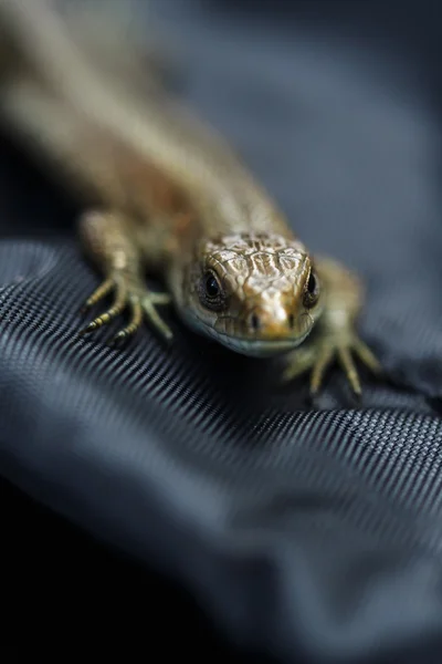 Зеленая ящерица на черной ткани — стоковое фото