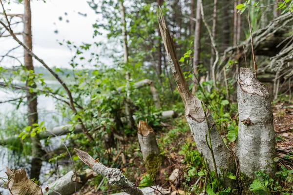 Stamm von umgestürztem Baum von Biber umgestoßen — Stockfoto