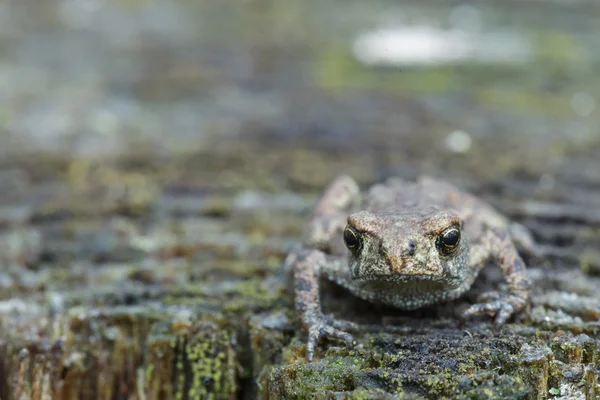 Grauer Frosch oder Kröte sitzt auf Baumstumpf und blickt voraus — Stockfoto