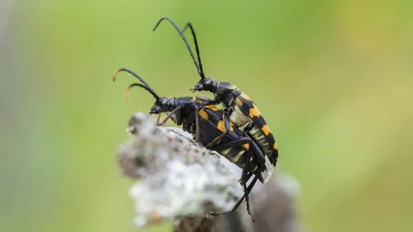 Os besouros fazem sexo. Reprodução de insetos na natureza — Fotografia de Stock