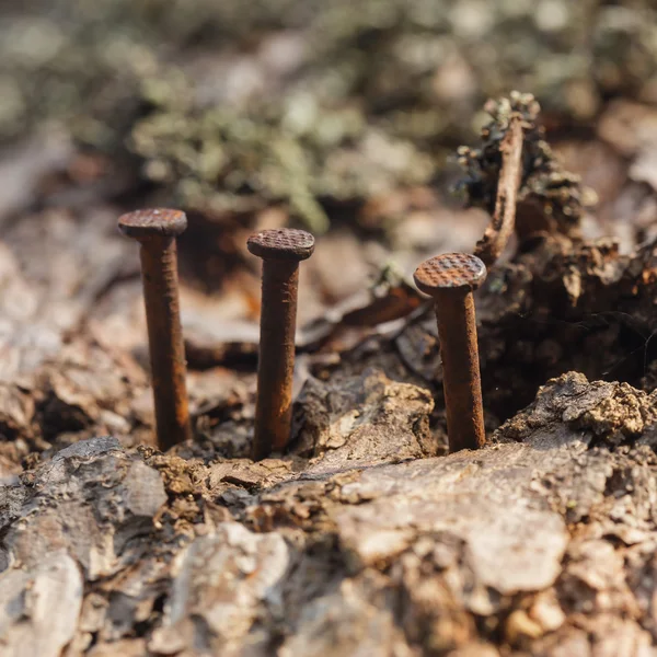 Ongles sales coincés dans l'arbre — Photo