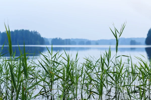 Wasseroberfläche ohne Wellen mit Schilf — Stockfoto