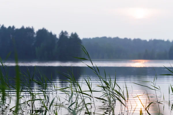 Wasseroberfläche ohne Wellen mit Schilf — Stockfoto