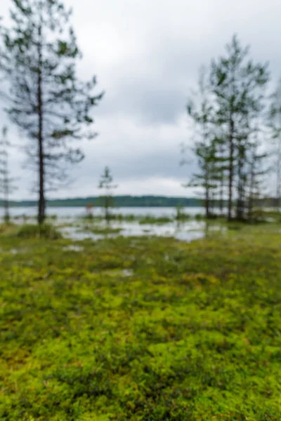 Junge Kiefern gefällt. — Stockfoto