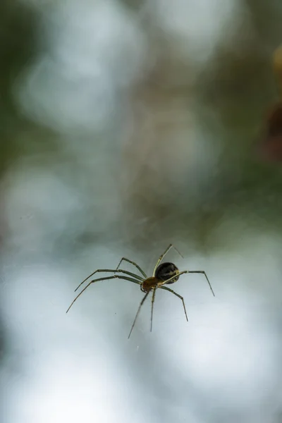 Scary spider with thin legs — Stock Photo, Image