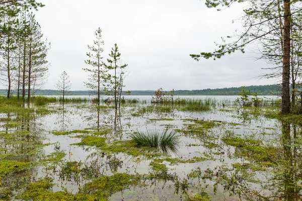 Schöne Landschaft Feuchtgebiete Seen im Naturpark Vepsian Front — Stockfoto