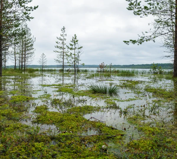 Schöne Landschaft Feuchtgebiete Seen im Naturpark Vepsian Front — Stockfoto