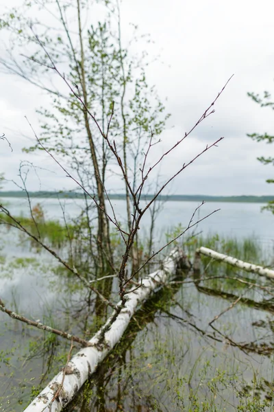 Astbirke, von Biber am See gefällt. — Stockfoto