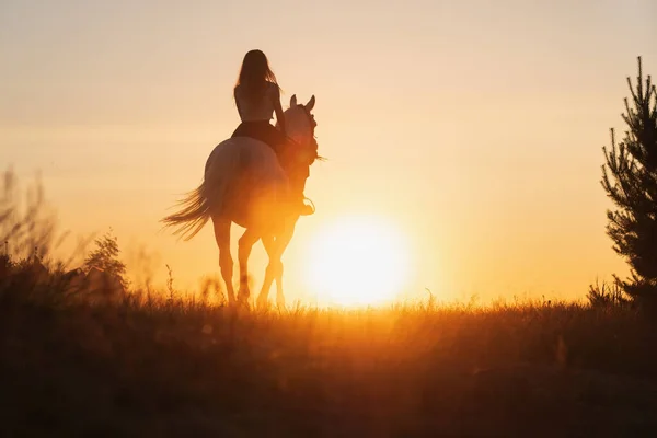 Donna caucasica e cavallo di formazione durante il tramonto — Foto Stock