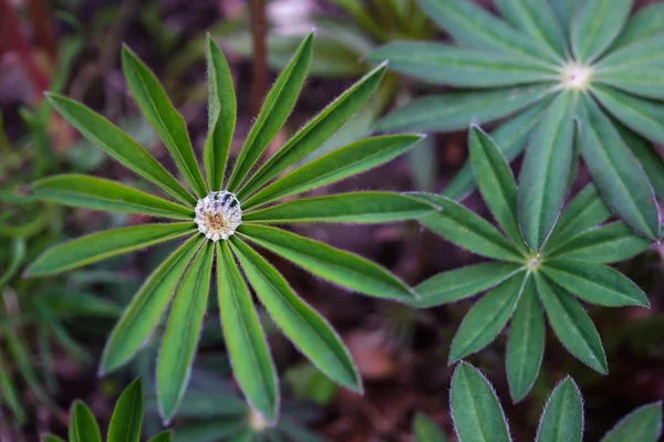 Het uiterlijk van de eerste bloemen — Stockfoto