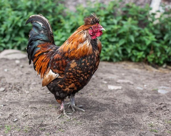 Alive alarm clock is preparing to shout — Stock Photo, Image