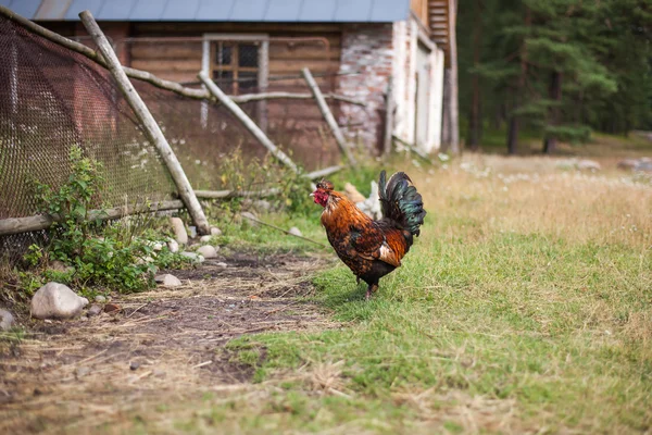 Farmer's life in Russia. Quiet rustic summer weekdays — Stock Photo, Image