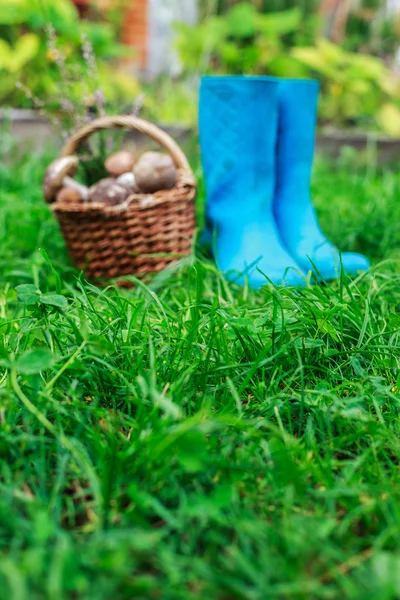 Botas de goma azul y una cesta llena de setas sobre un fondo de hierba . —  Fotos de Stock