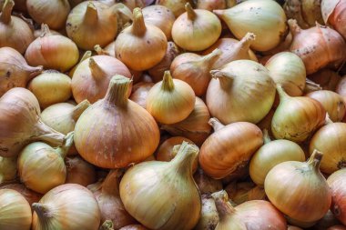 Sonbaharda hasat toplanan