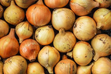 Sonbaharda hasat toplanan