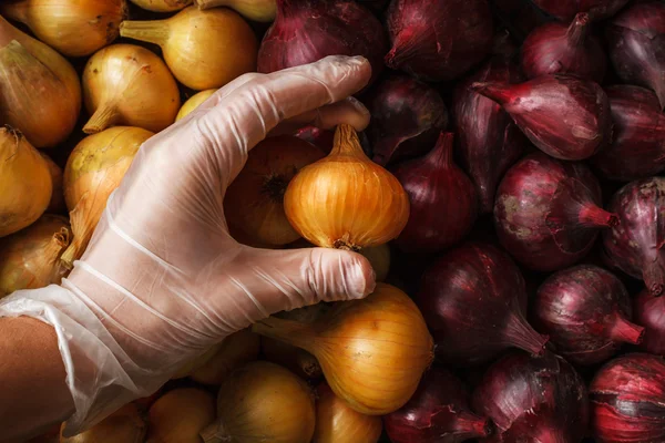 Control de calidad: mano en guante comprobar cebolla — Foto de Stock