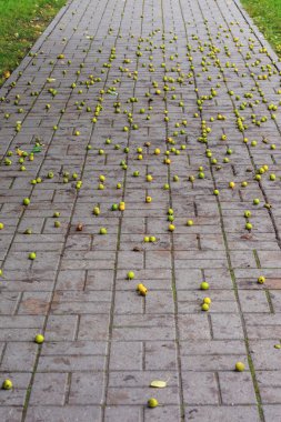 Yol üzerindeki sonbahar yabani elma