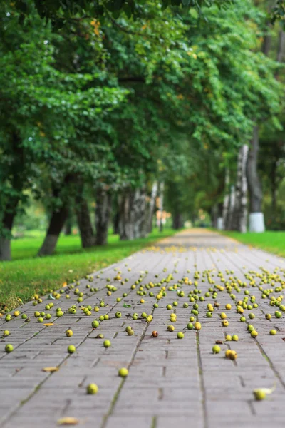 都市公園、野生リンゴだらけの通路 — ストック写真