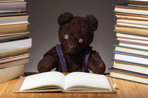Teddybär bereitet sich auf die schwierige Prüfung vor — Stockfoto