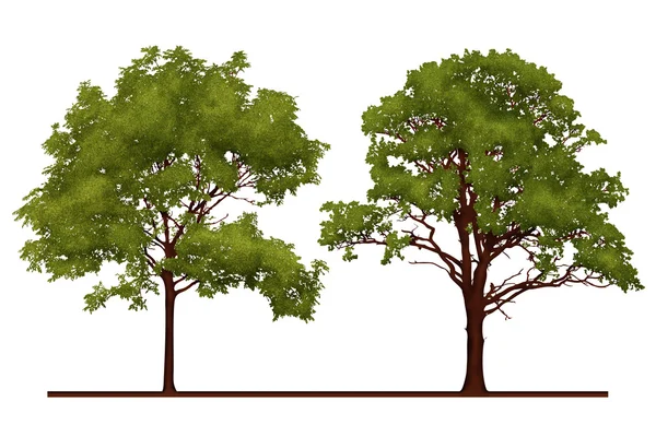 Ilustración de árboles — Foto de Stock