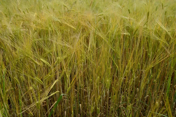 Campo con trigo verde — Foto de Stock