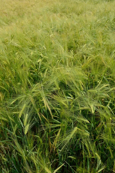 Pole s zelená pšenice — Stock fotografie