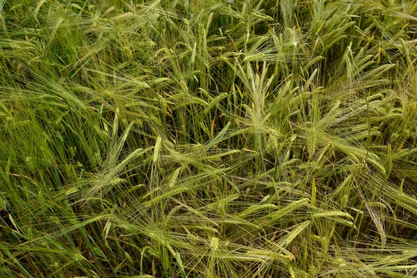 Campo con trigo verde — Foto de Stock