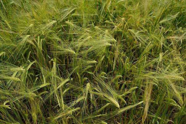 Pole s zelená pšenice — Stock fotografie