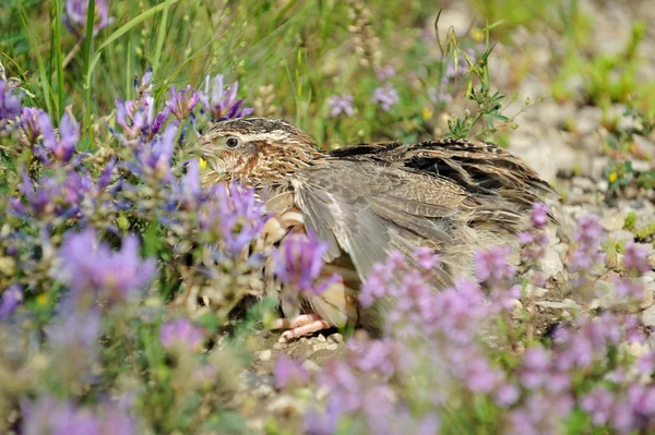 Wachteln — Stockfoto