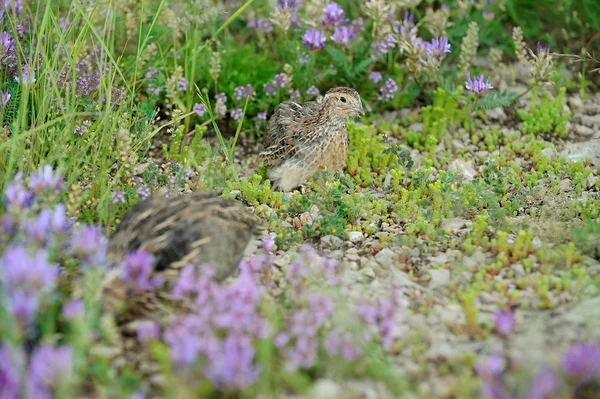 Wachteln — Stockfoto