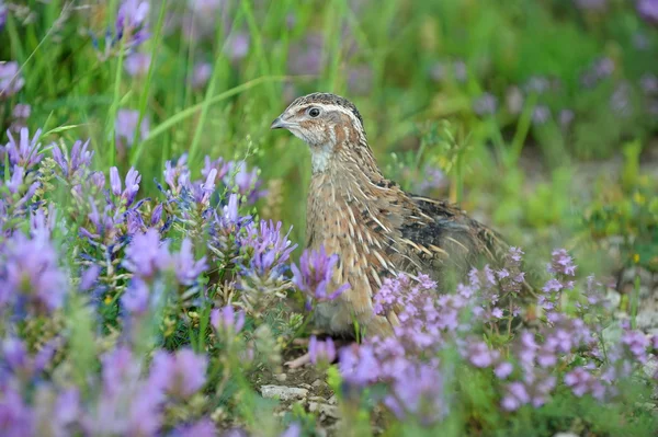 Wachteln — Stockfoto