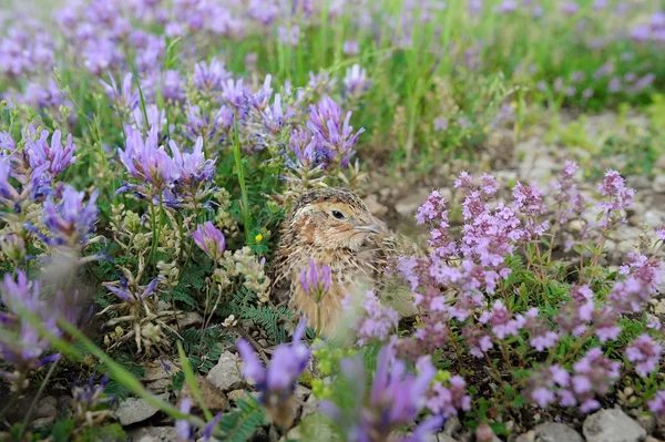 Wachteln — Stockfoto