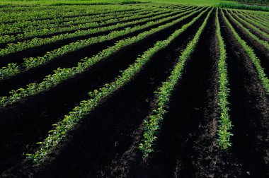 düzeyleri ile bitkiler